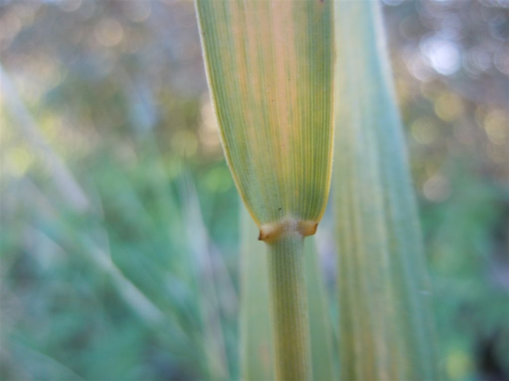 Pianta spazzola - Imperata cylindrica (L.) Raeusch.